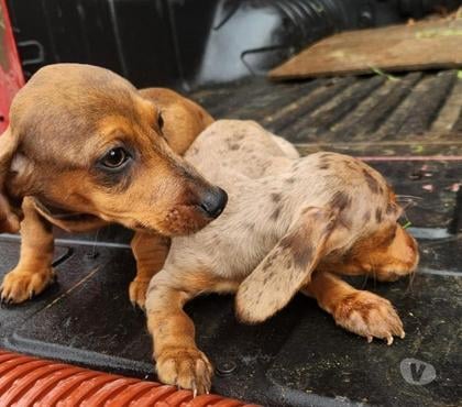 Mascotas en Chile Frutillar Llanquihue - Fotos de Salchichas cachorros