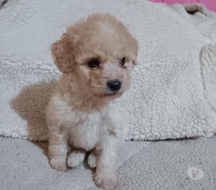 Gatos en Venta La Pintana Santiago - Fotos de Poodles toys hembra