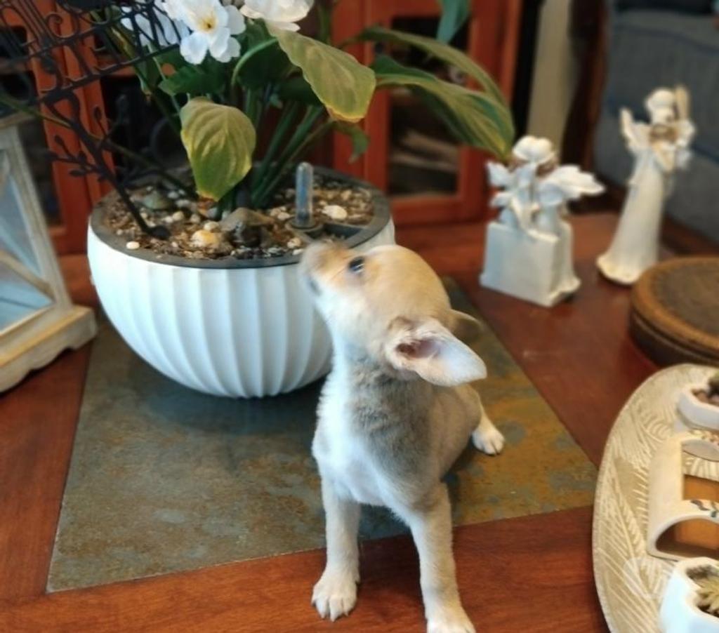 Gatos en Venta Ñuble Chillán - Fotos de Chihuahuas en Chillán