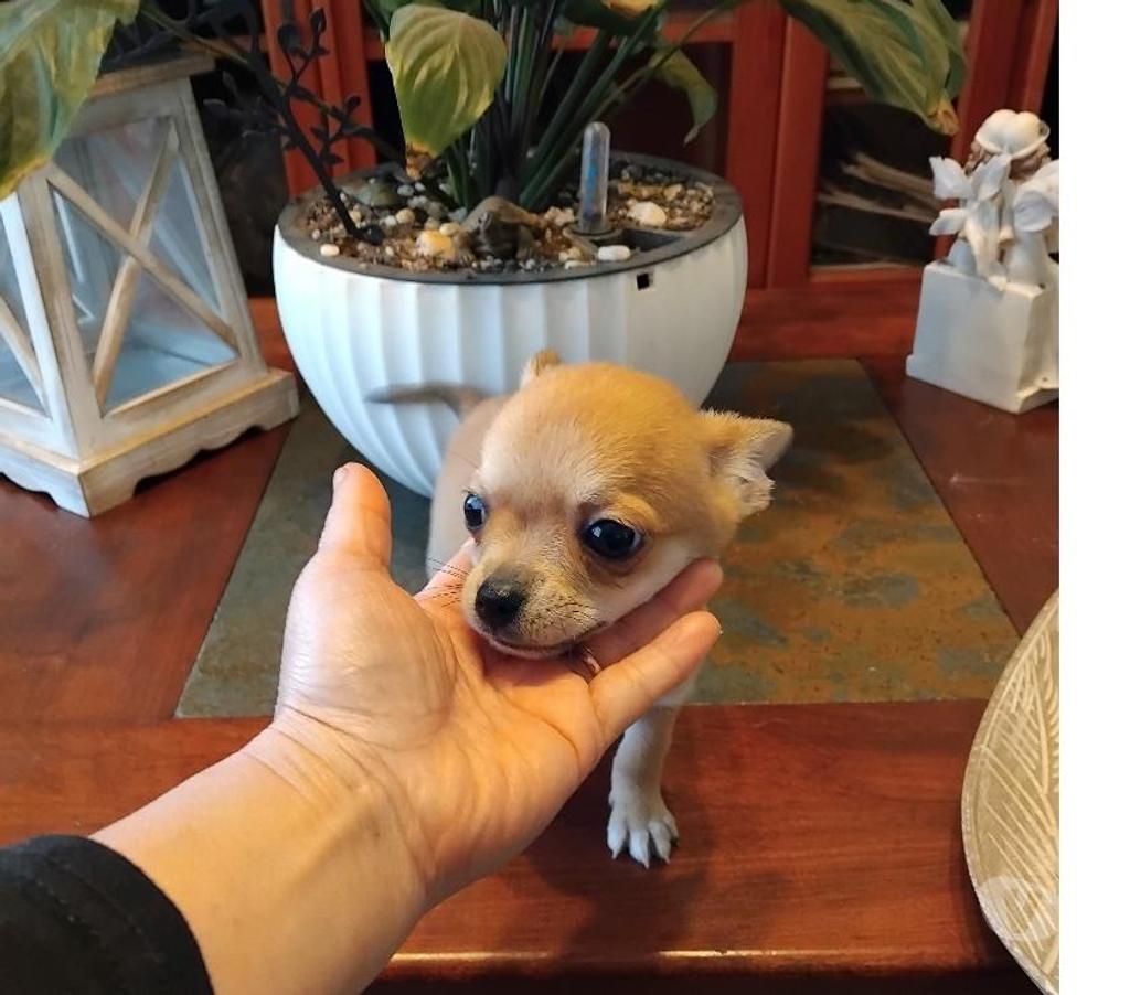 Gatos en Venta Ñuble Chillán - Fotos de Chihuahuas en Chillán