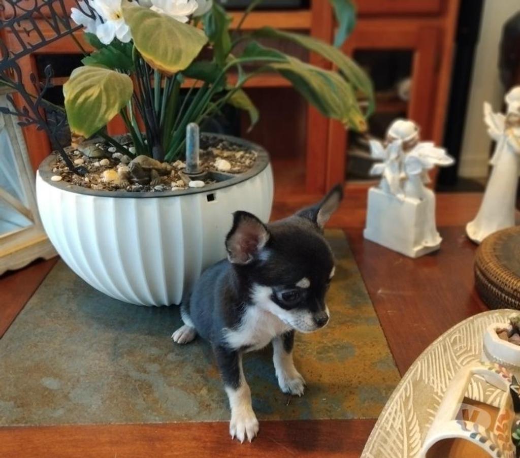 Gatos en Venta Ñuble Chillán - Fotos de Chihuahuas en Chillán