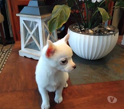 Gatos en Venta Chillán Ñuble - Fotos de Chihuahuas en Chillán