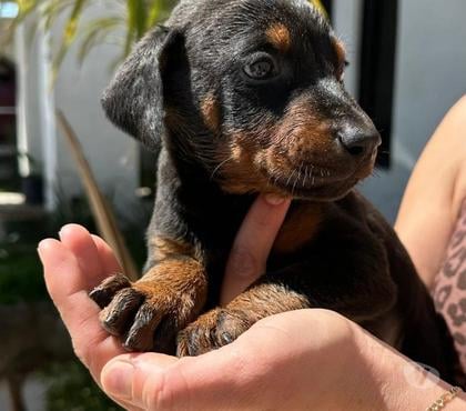 Mascotas en Venta Santiago Santiago - Fotos de Cachorros doberman