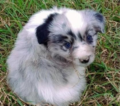 Gatos en Venta Santiago Santiago - Fotos de Cachorros border collie