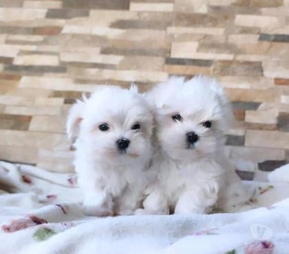 Venta de Mascotas Santiago Santiago - Fotos de Maltes hermosos