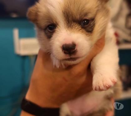Perros en Venta Santiago Santiago - Fotos de Oportunidad corgi