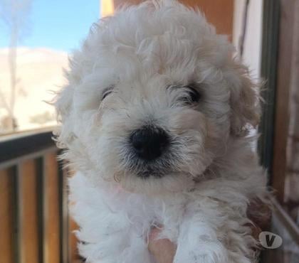 Perros en Venta Santiago Santiago - Fotos de Cachorros poodle hermosos