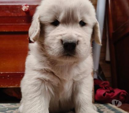 Perros en Venta La Reina Santiago - Fotos de Golden retriever $160.000