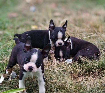 Venta de Mascotas Concepción Concepción - Fotos de Boston terrier bellos