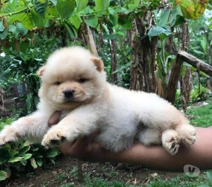 Venta de Mascotas Concepción Concepción - Fotos de Chow chow cremitas