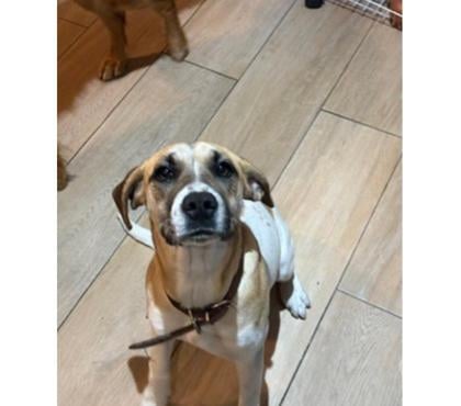 Mascotas Adopción Santiago Santiago - Fotos de AHSOKA, mestiza de raza Foxhound
