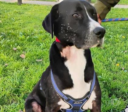 Adopción de Gatos Santiago Santiago - Fotos de GIUSEPPE, mezcla Perro de Punta Español