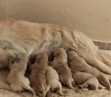 Venta de Mascotas Concepción Concepción - Fotos de Golden retriever hembra y machos