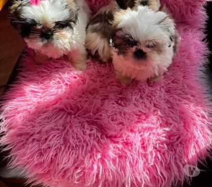 Perros en Venta Talca Talca - Fotos de Shih tzu bellisimos