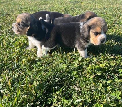 Gatos en Venta Talca Talca - Fotos de Beagles enanos bellos