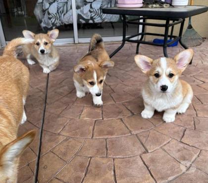Mascotas en Venta Talca Talca - Fotos de Corgis legítimos