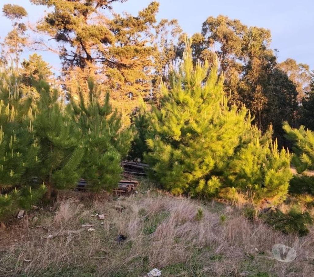 Parcelas en Venta Cardenal Caro Pichilemu - Fotos de Terreno Sector El Molino , Pichilemu
