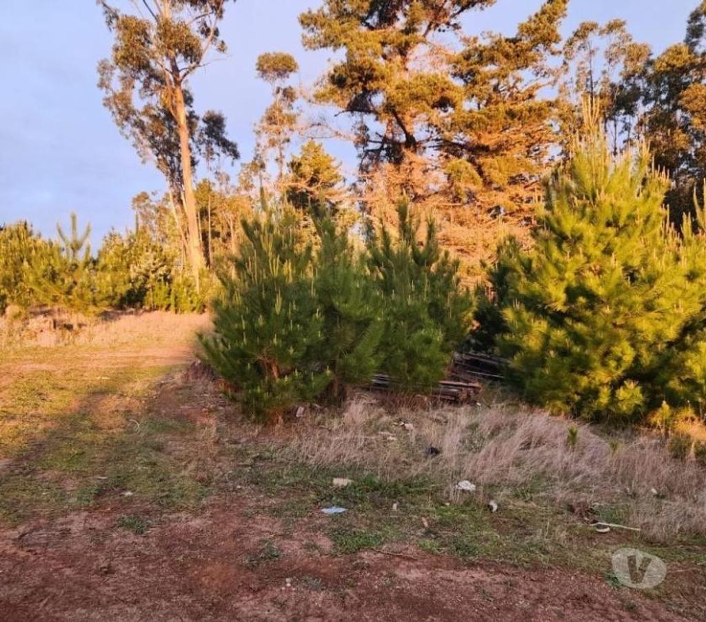 Parcelas en Venta Cardenal Caro Pichilemu - Fotos de Terreno Sector El Molino , Pichilemu