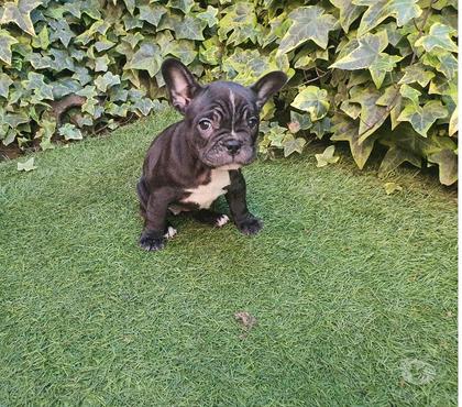 Gatos en Venta Chillán Ñuble - Fotos de bulldog frances cachorros