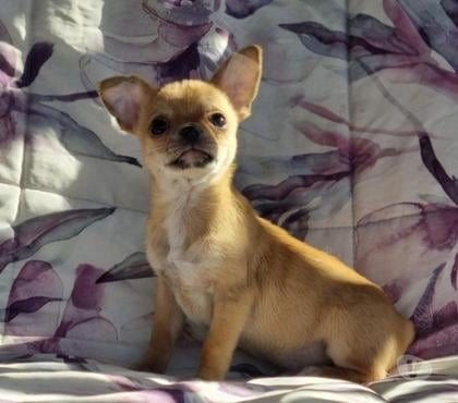 Gatos en Venta Recoleta Santiago - Fotos de Bello machito chihuahua