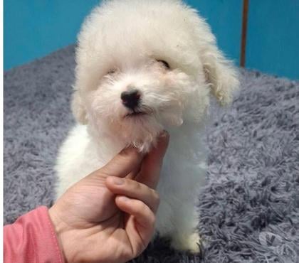 Mascotas en Venta Santiago Santiago - Fotos de Cachorros Poodle toy
