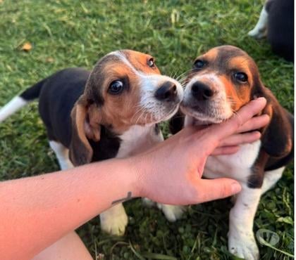 Mascotas en Venta Santiago Santiago - Fotos de Beagles hermosos