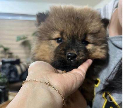 Mascotas en Venta Santiago Santiago - Fotos de Hermosos Chow Chow