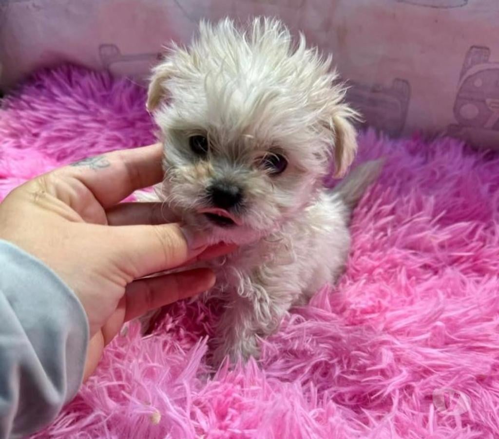 Gatos en Venta Santiago La Florida - Fotos de Poodle maltés micro toy $120.000
