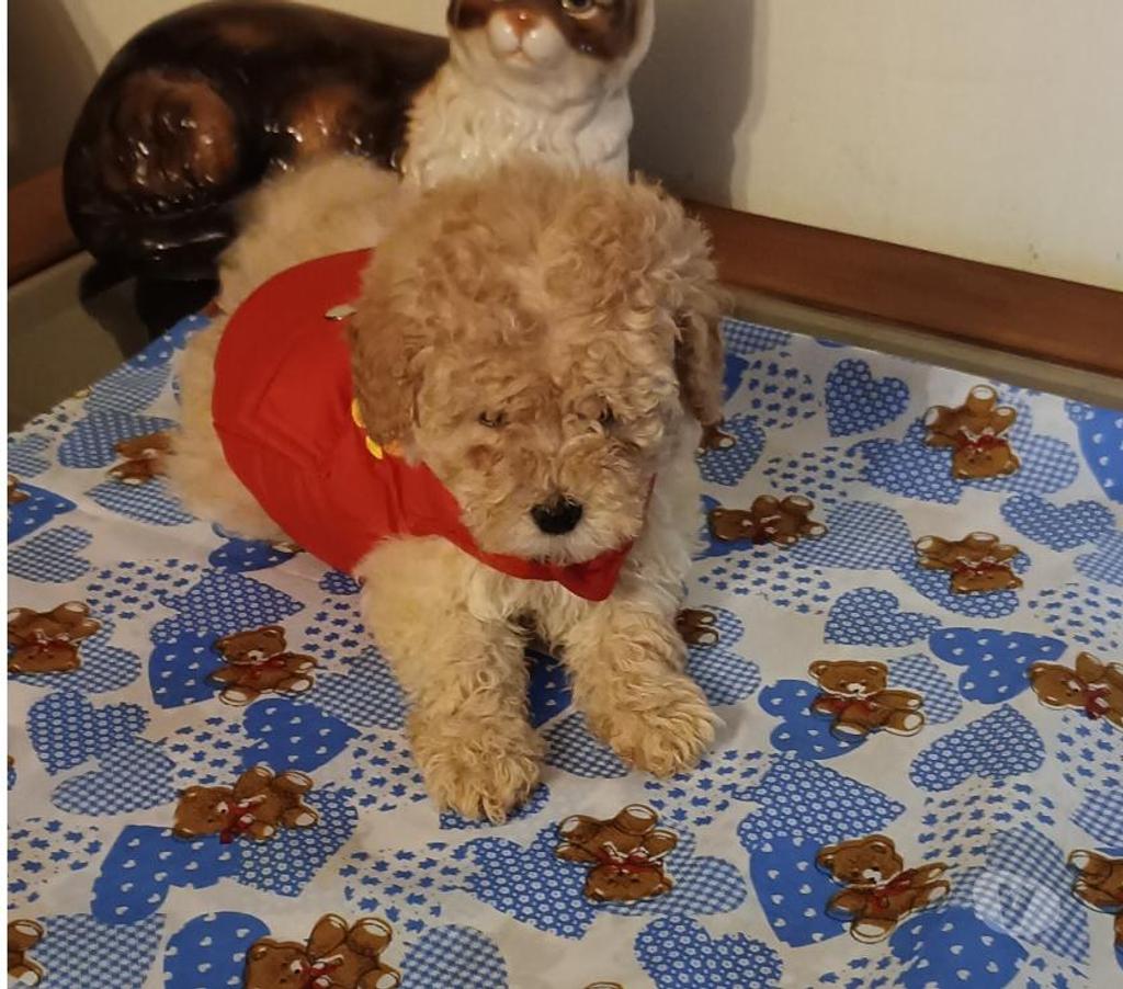 Gatos en Venta Valparaíso Villa Alemana - Fotos de Bellísimo cachorrito Poodle Toy