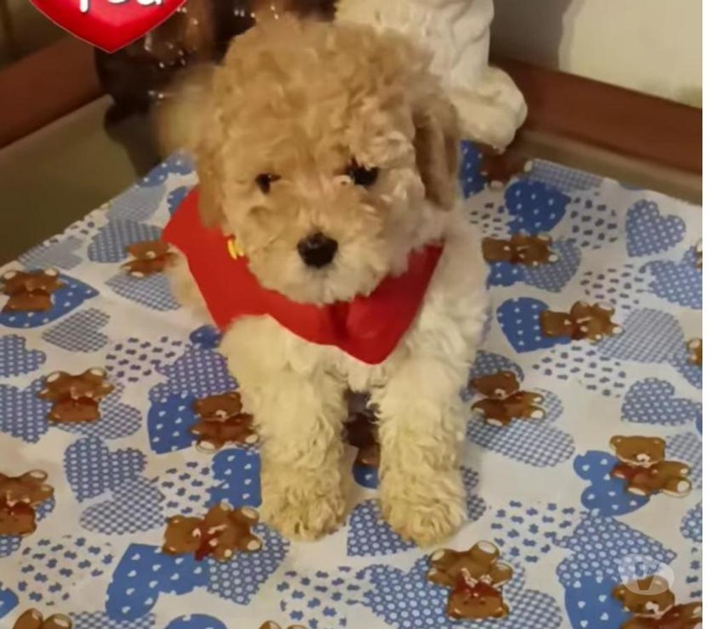 Gatos en Venta Valparaíso Villa Alemana - Fotos de Bellísimo cachorrito Poodle Toy