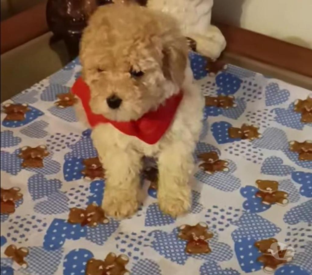 Gatos en Venta Valparaíso Villa Alemana - Fotos de Bellísimo cachorrito Poodle Toy