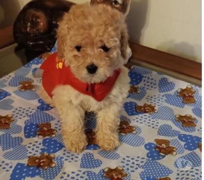 Mascotas en Chile Villa Alemana Valparaíso - Fotos de Bellísimo cachorrito Poodle Toy