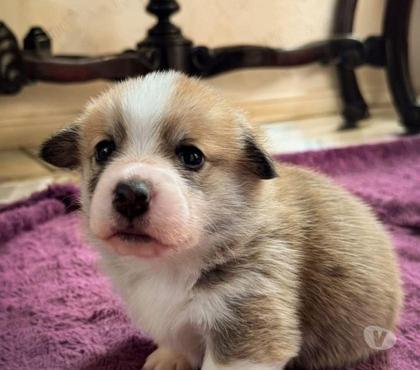 Gatos en Venta Santiago Santiago - Fotos de Cachorros Corgi pembroke