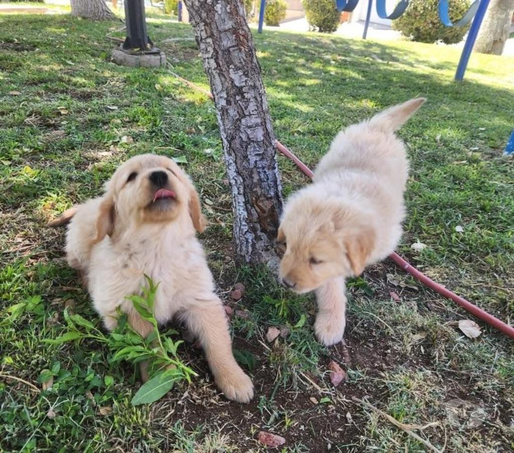 Gatos en Venta Santiago Santiago - Fotos de Cachorros golden retriever
