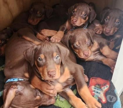 Mascotas en Venta Santiago Santiago - Fotos de Cachorros doberman
