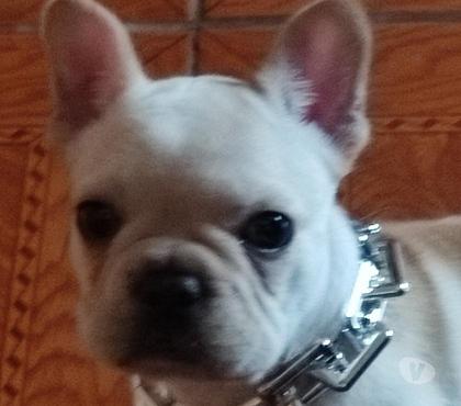 Mascotas en Chile Recoleta Santiago - Fotos de Bulldog francés 996378805