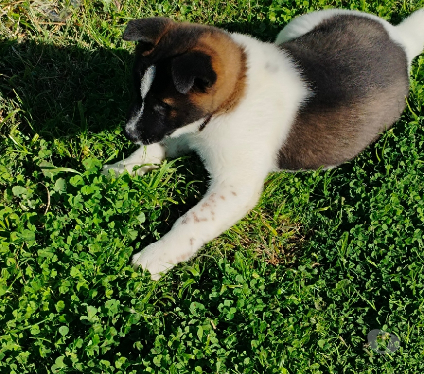 Gatos en Venta Ñuble San Nicolás - Fotos de Akitas americanos