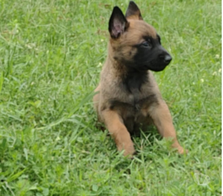 Gatos en Venta Santiago Las Condes - Fotos de Cachorros Pastor Belga Malinois