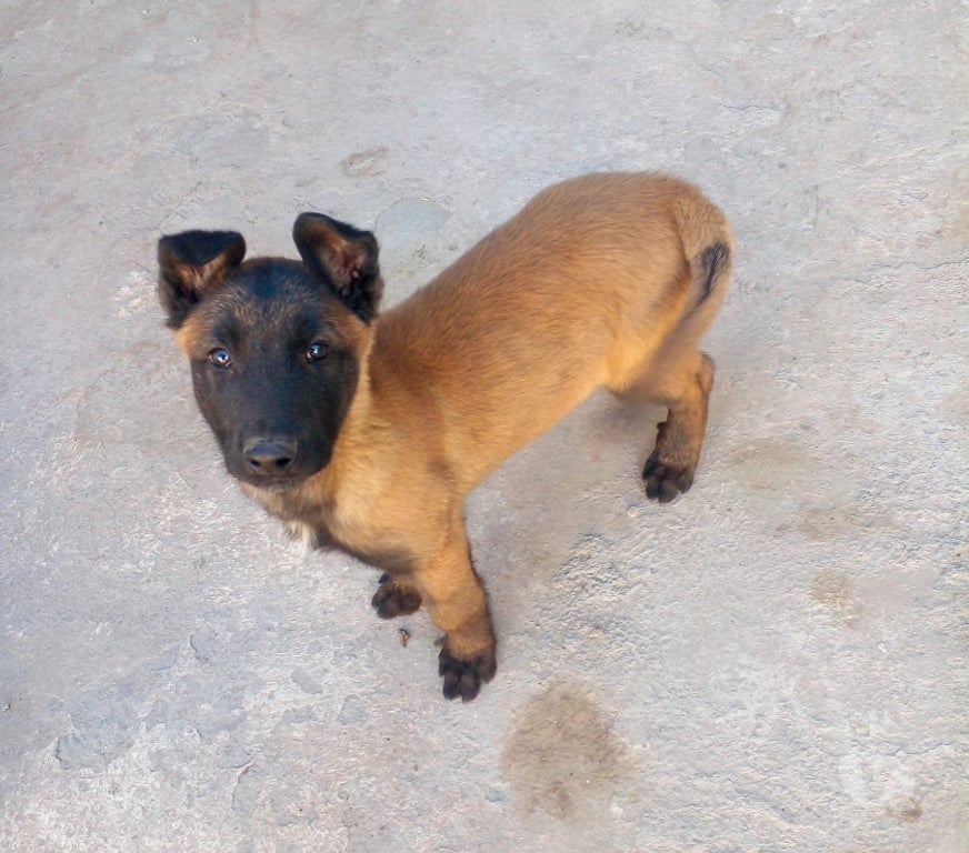 Gatos en Venta Santiago Las Condes - Fotos de Cachorros Pastor Belga Malinois