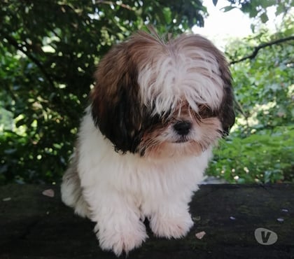 Gatos en Venta Las Condes Santiago - Fotos de Hermosos Cachorros Shih Tzu