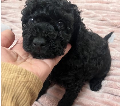 Perros en Venta Huechuraba Santiago - Fotos de Hermoso macho negrito toy