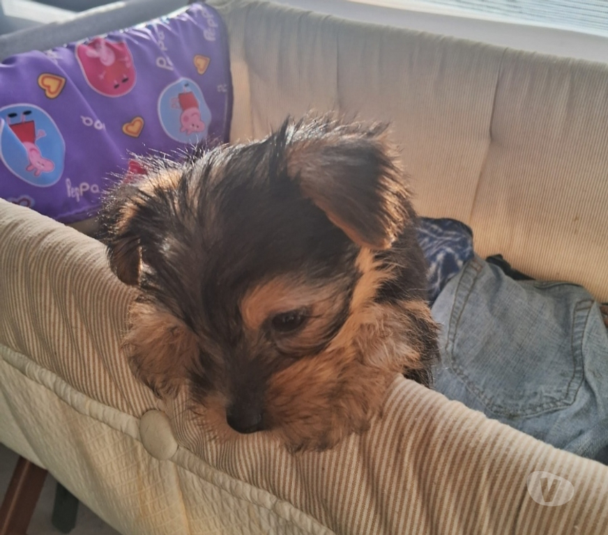 Gatos en Venta Cautín Temuco - Fotos de Yorkshire terrier Toy
