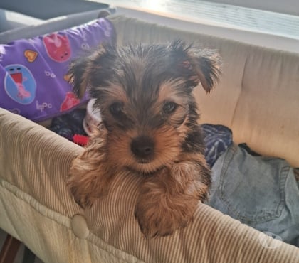 Perros en Venta Temuco Cautín - Fotos de Yorkshire terrier Toy