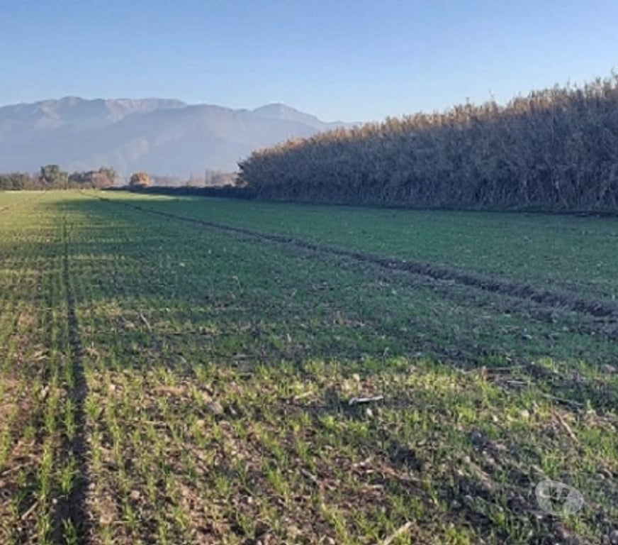 Parcelas en Venta Maipo Paine - Fotos de Paine, Nuevo Horizonte, Parcela plana 5 hectáreas.