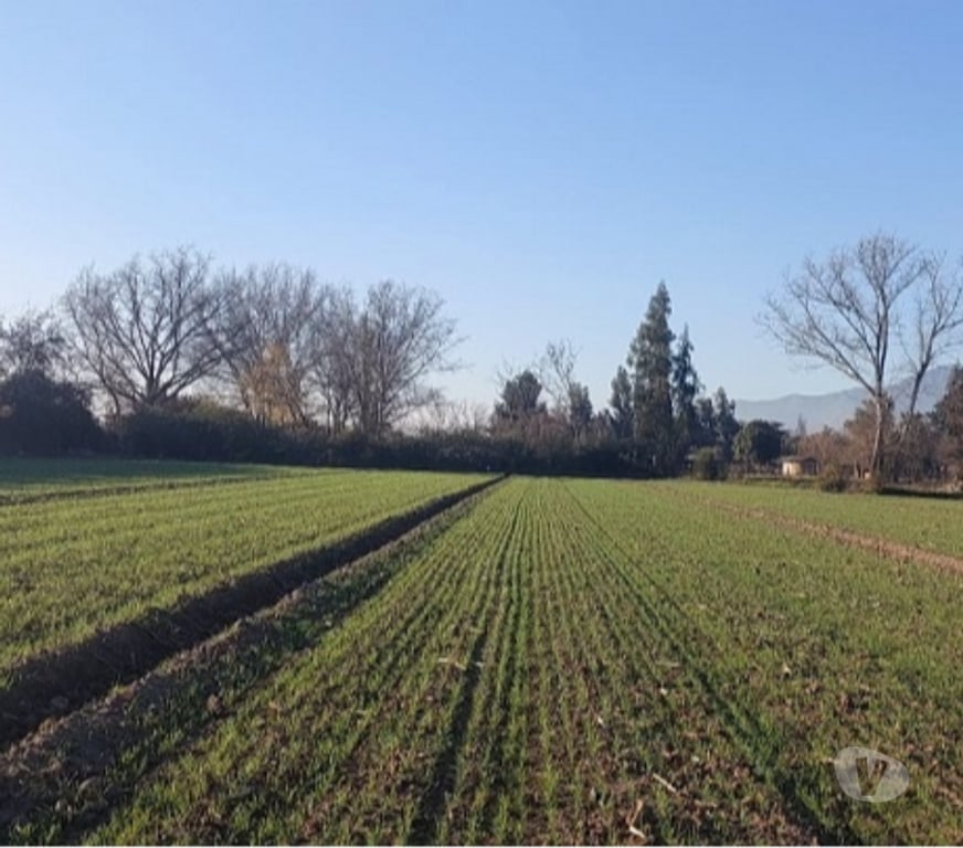 Parcelas en Venta Maipo Paine - Fotos de Paine, Nuevo Horizonte, Parcela plana 5 hectáreas.