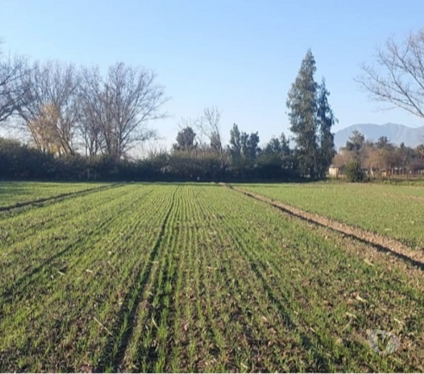 Parcelas en Venta Maipo Paine - Fotos de Paine, Nuevo Horizonte, Parcela plana 5 hectáreas.
