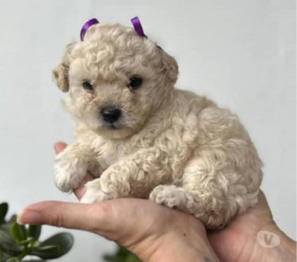 Perros en Venta Santiago Santiago - Fotos de Soñados poodle toy