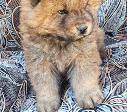 Mascotas en Venta Santiago Santiago - Fotos de Chow chow imperdibles