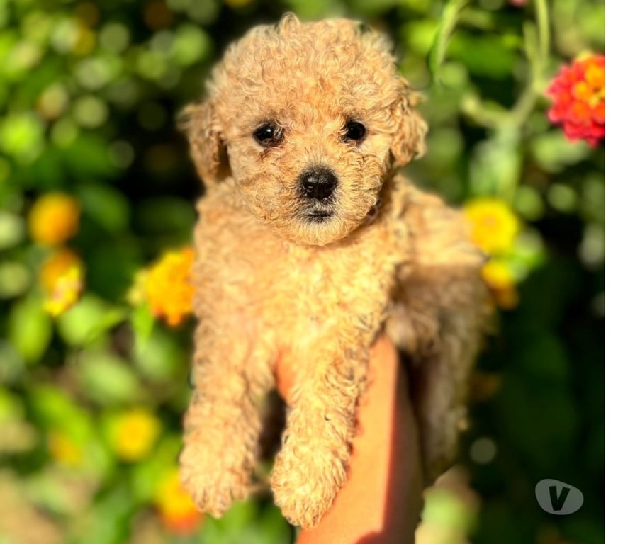 Gatos en Venta Santiago Macul - Fotos de Poodle micro toy apricot