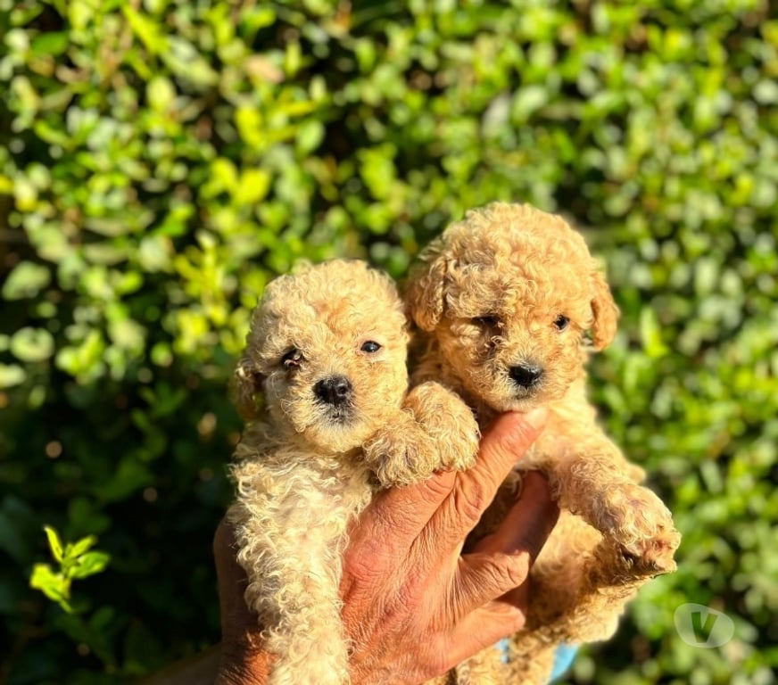 Gatos en Venta Santiago Macul - Fotos de Poodle micro toy apricot